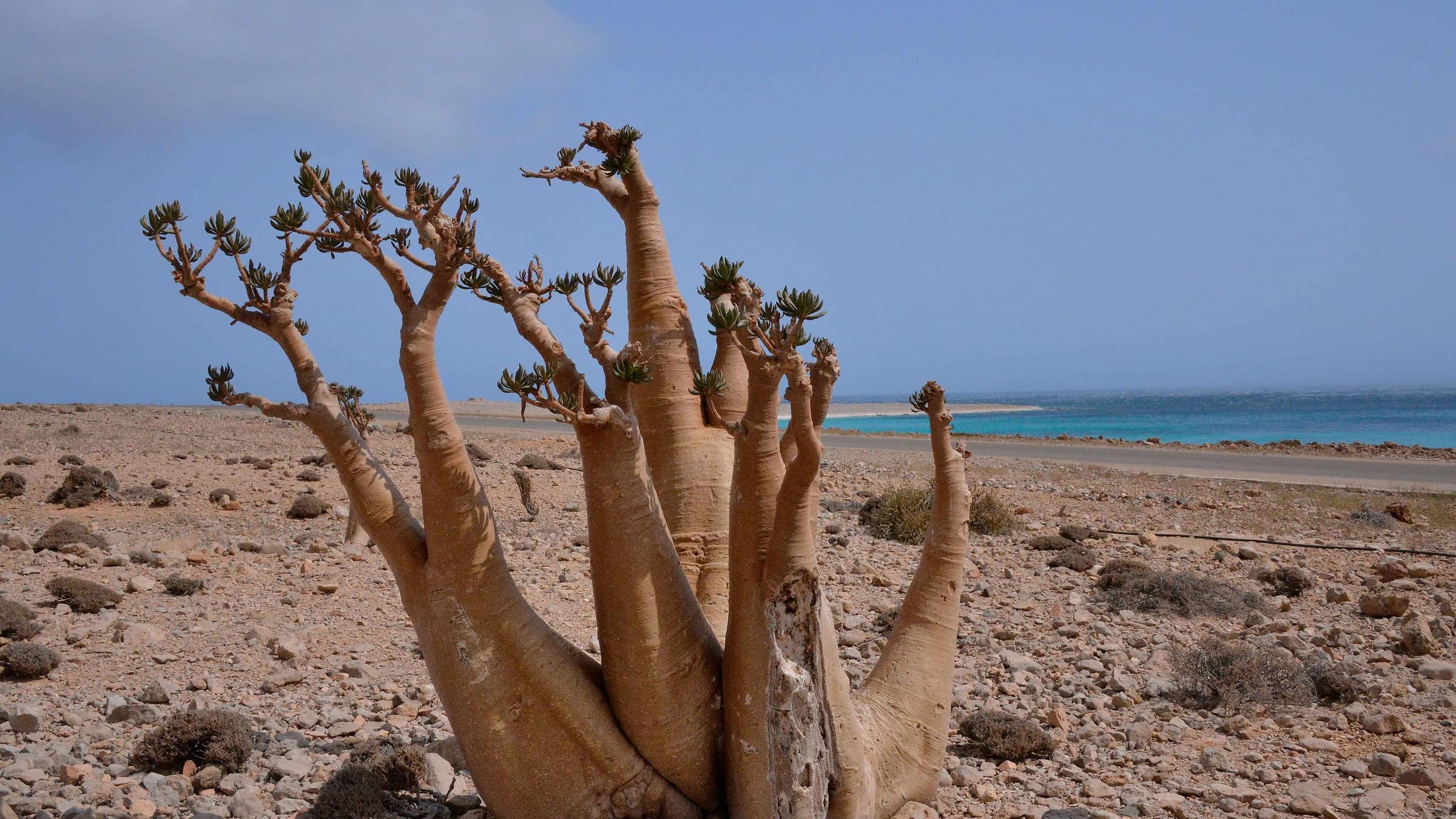 Travel Insurance and Health for Socotra: What Is Actually Covered