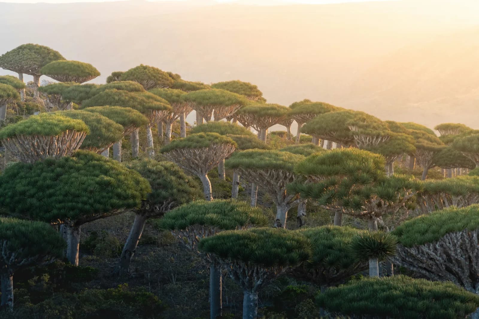 The Dragon's Blood Tree: Where to See It and Why It Is Dying