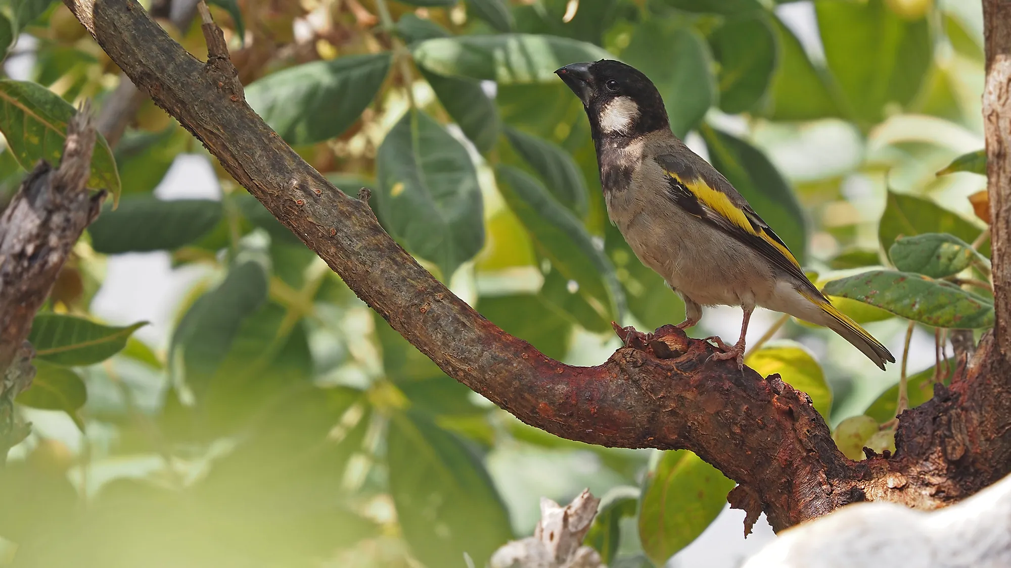 Birding on Socotra: The 11 Endemic Birds and Where to See Them