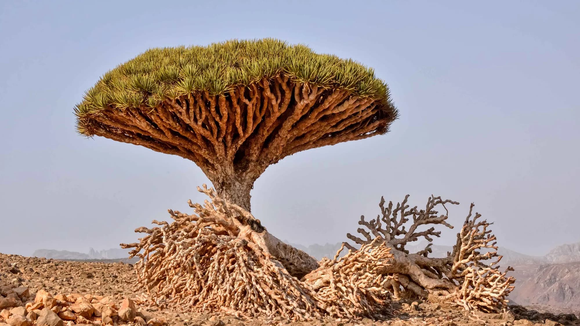 A dragon's blood tree on the Diksam plateau, with dead branches heaped at its foot