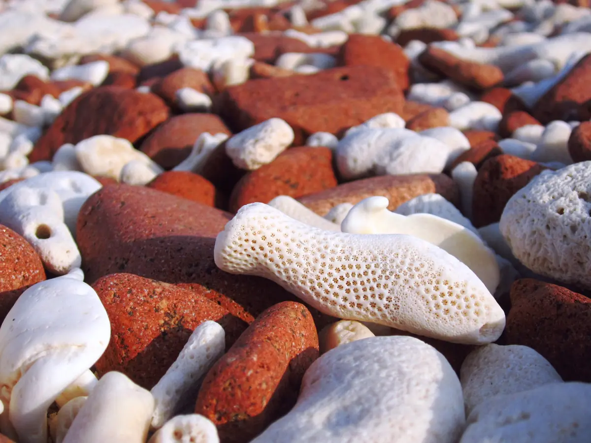 Bleached coral fragments among red pebbles on the beach at Dihamri