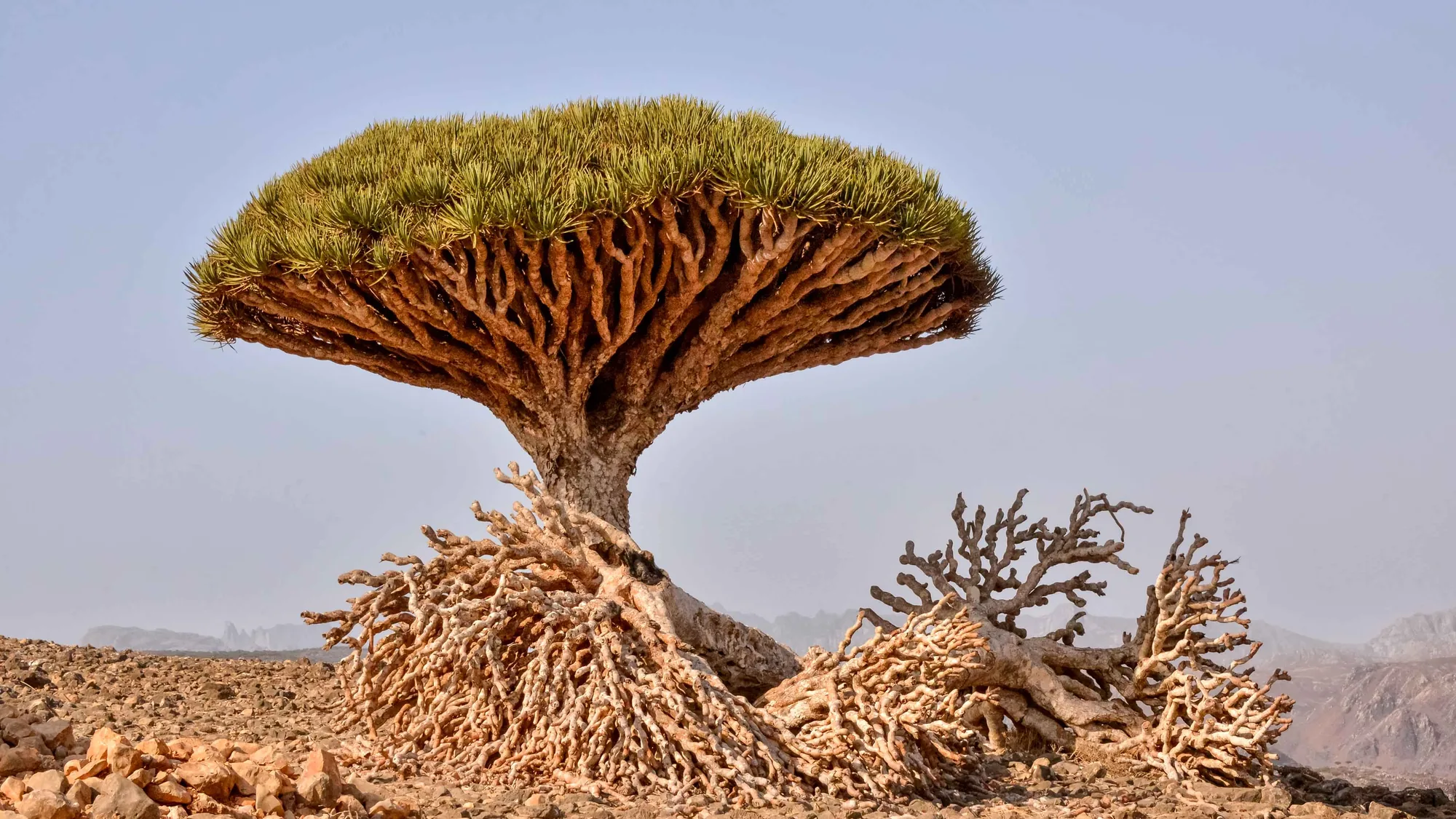 The canyons of the Diksam plateau
