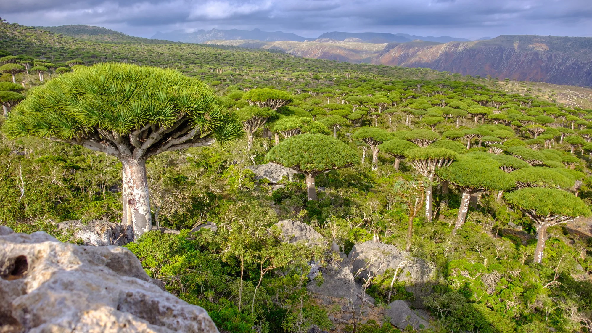 The dragon's blood forest at Firmihin