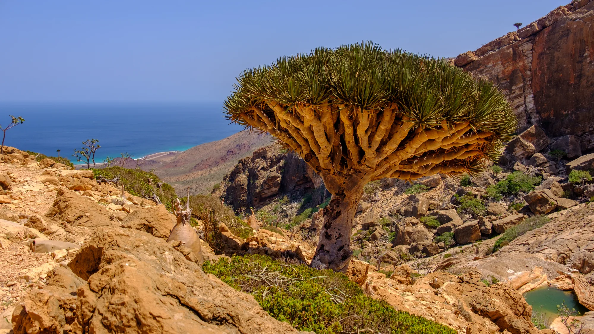 A dragon's blood tree beside the natural pool on the Homhil plateau