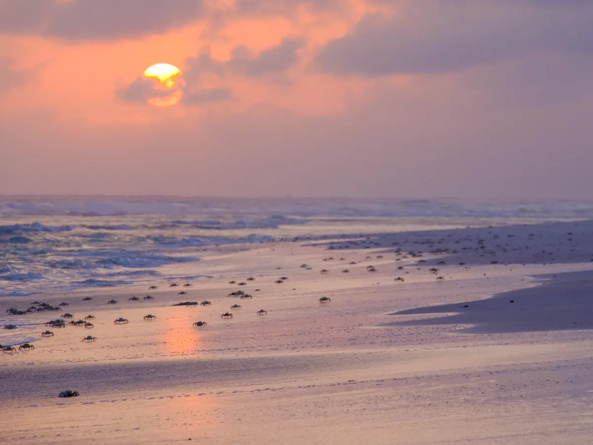 Ghost crabs on Aomak beach at sunset