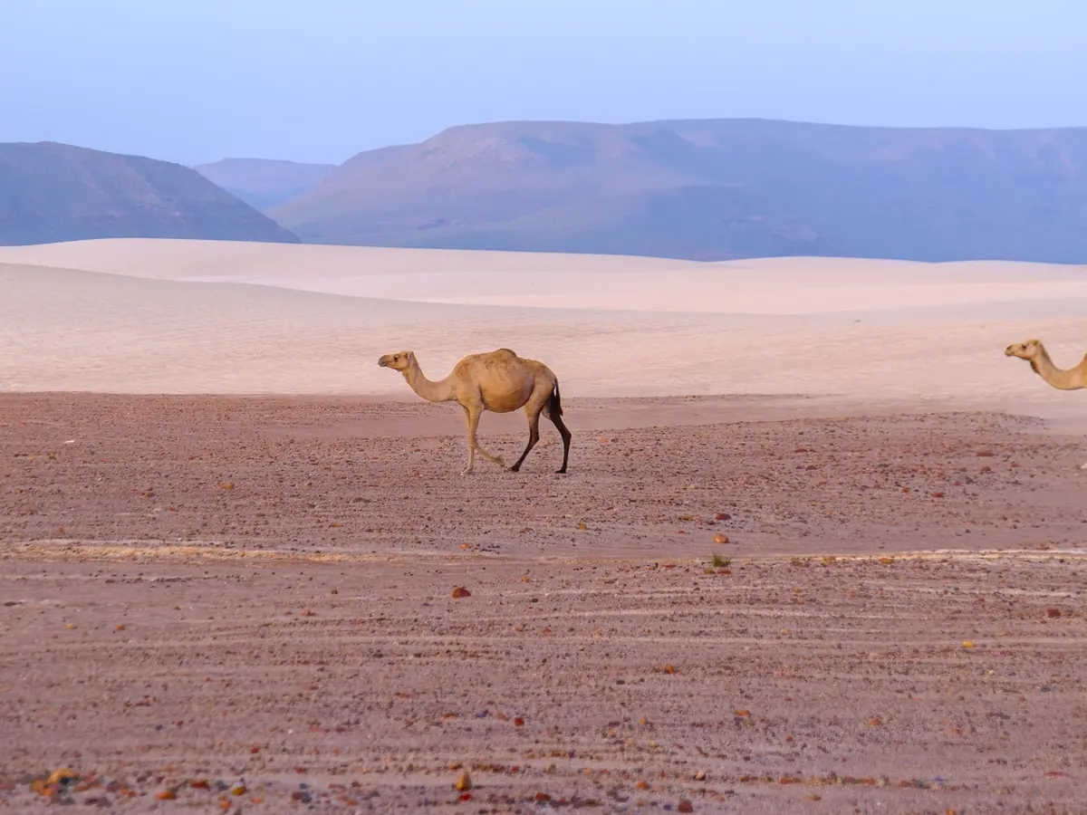 Camels near the sand dunes east of Zahek
