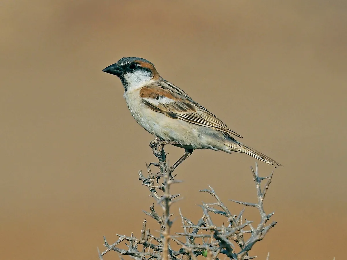 A male Abd al-Kuri sparrow on a thorny twig
