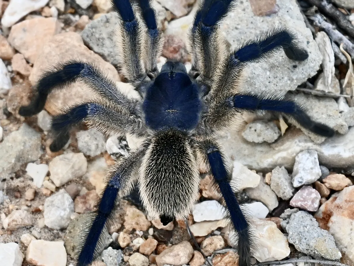 A blue and grey tarantula on gravel