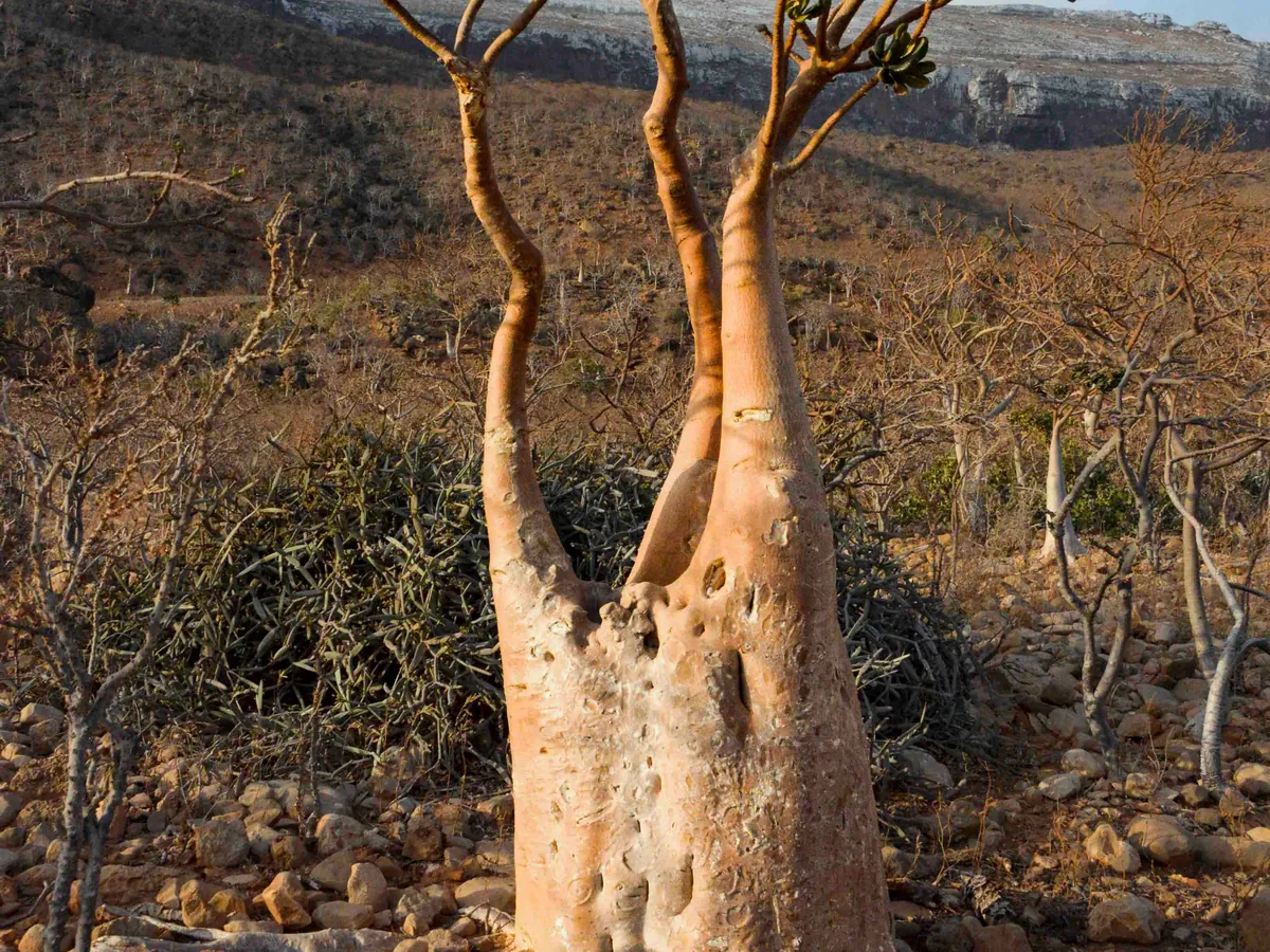 A bottle tree with a swollen pale trunk on a rocky slope