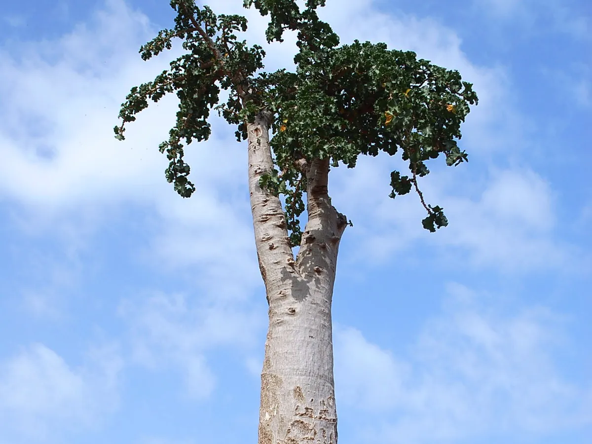 A cucumber tree with a thick pale trunk on a rocky outcrop