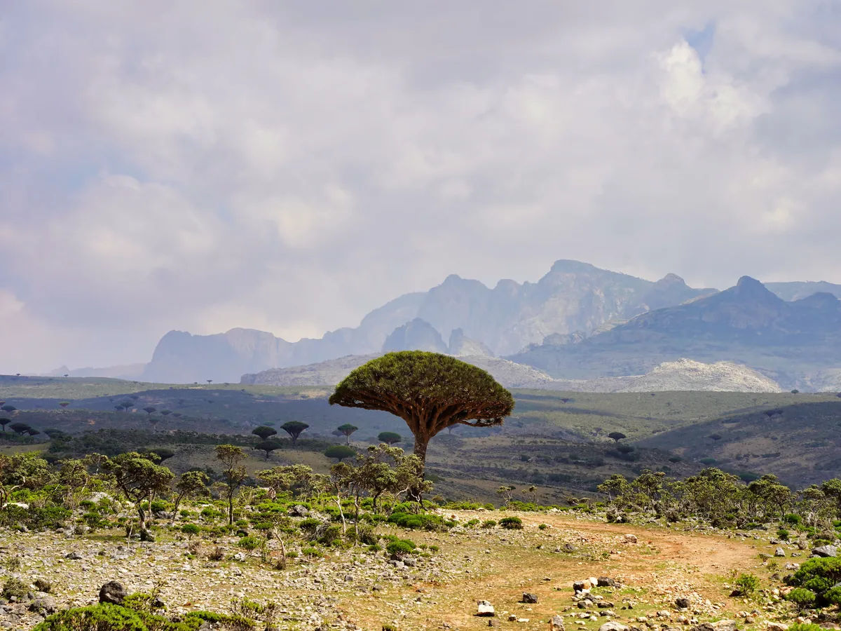 A dragon's blood tree on a plain below the Haghier mountains