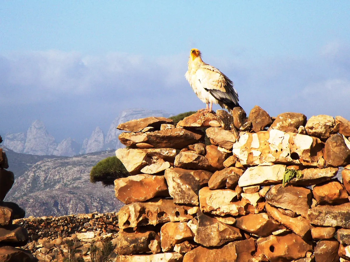 An Egyptian vulture on a stone wall with mountains behind