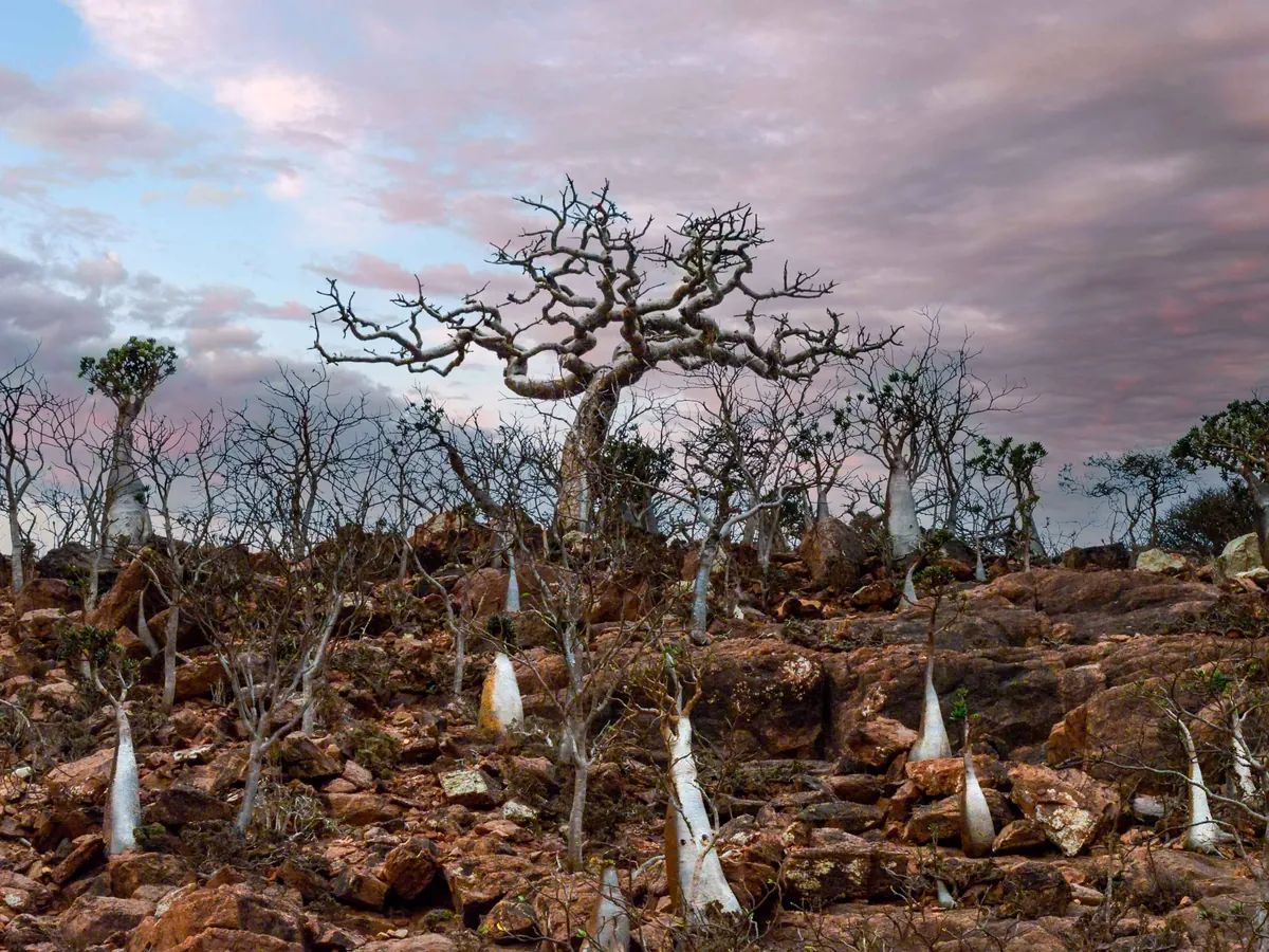 A frankincense tree, Boswellia socotrana, on stony ground