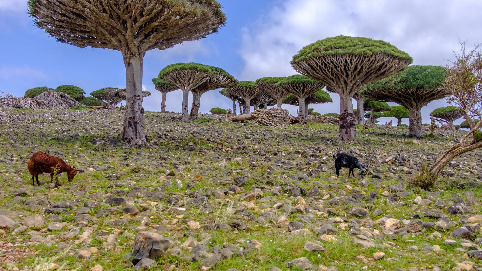 Dragon's blood trees on a stony plateau, with goats grazing in front of them