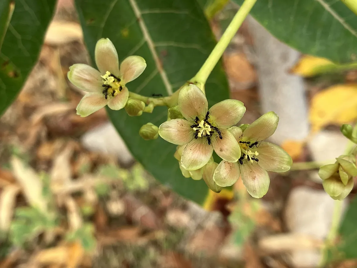 Pale yellow-green flowers of Jatropha unicostata among broad leaves