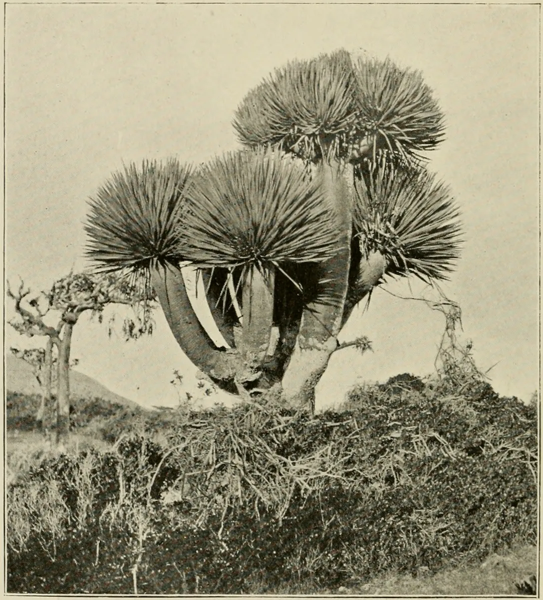 Old photograph of a dragon's blood tree