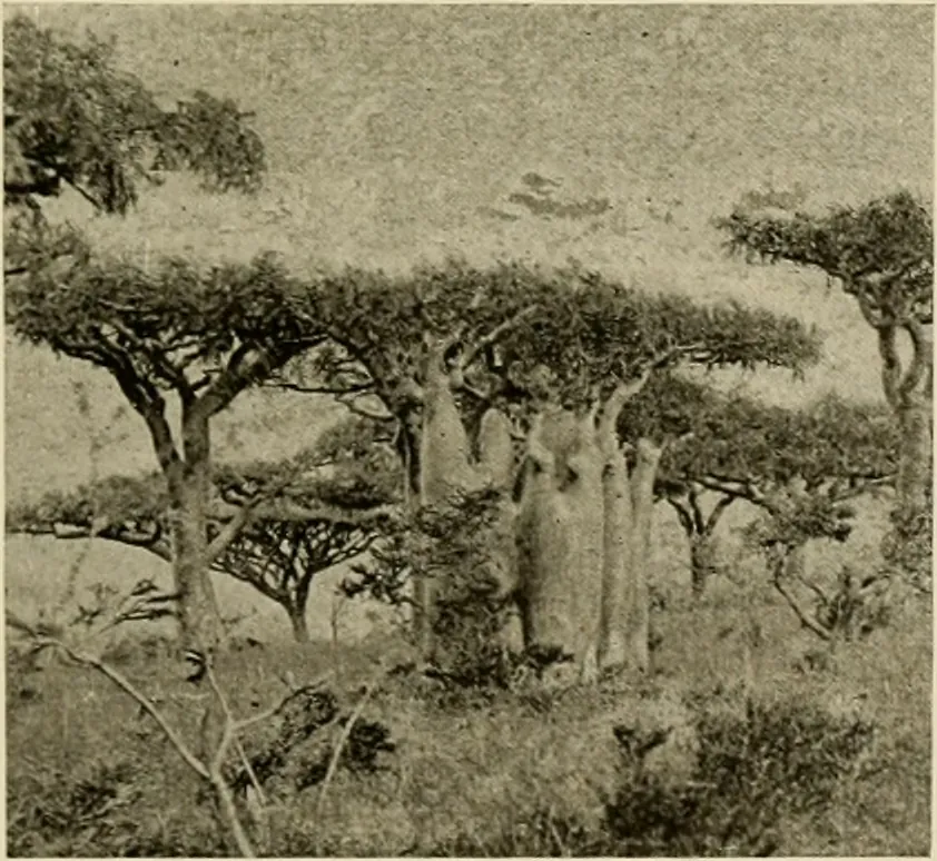 Old photograph of frankincense and bottle trees