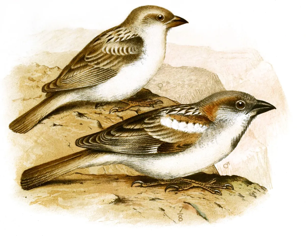 Illustration of two Abd al-Kuri sparrows on a rock