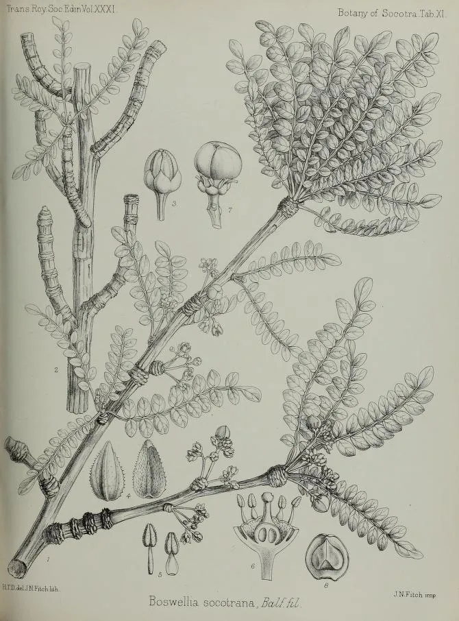 Botanical drawing of the leaves and flowers of Boswellia socotrana