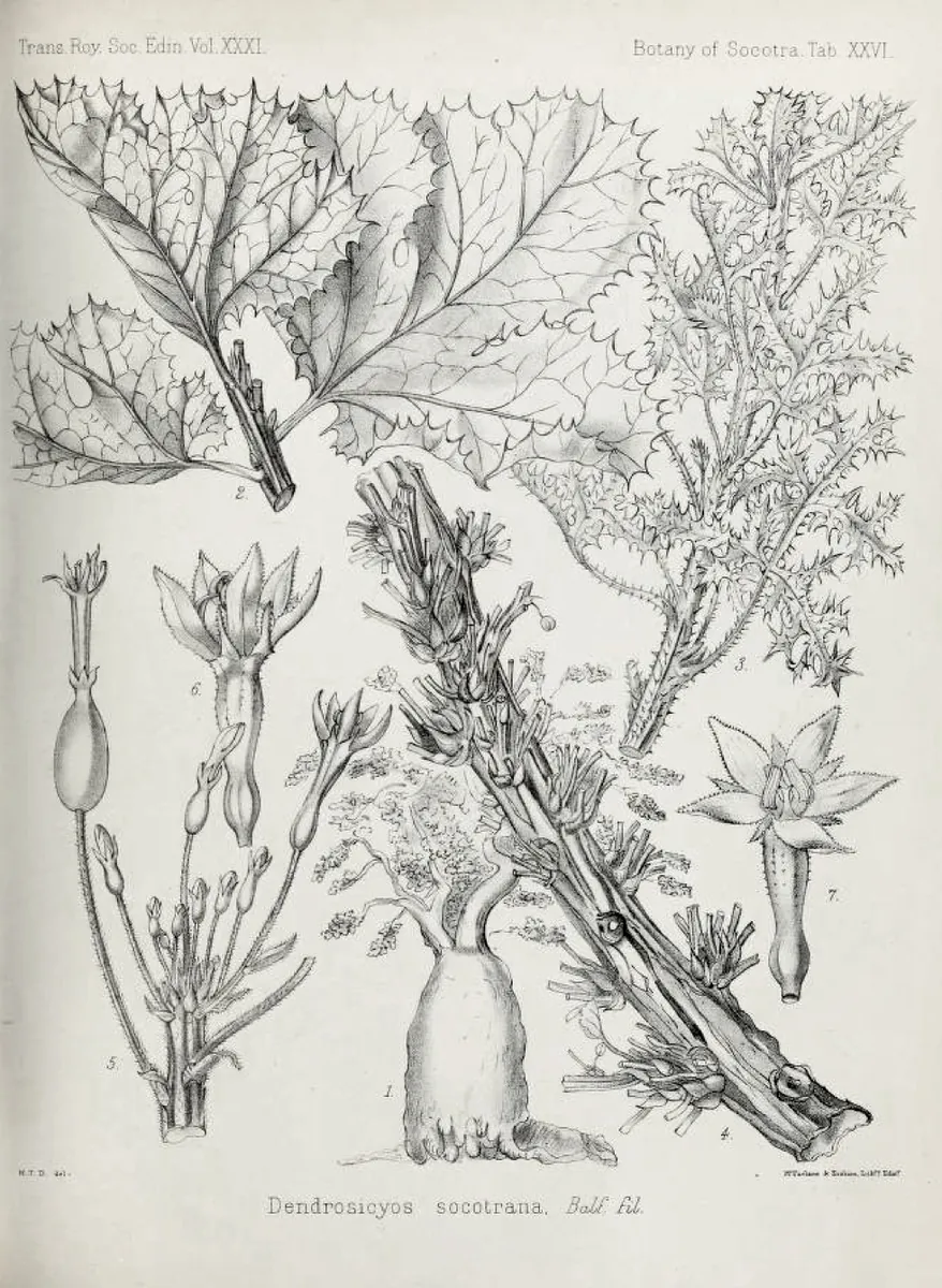 Botanical drawing of the cucumber tree's leaves, flowers and trunk