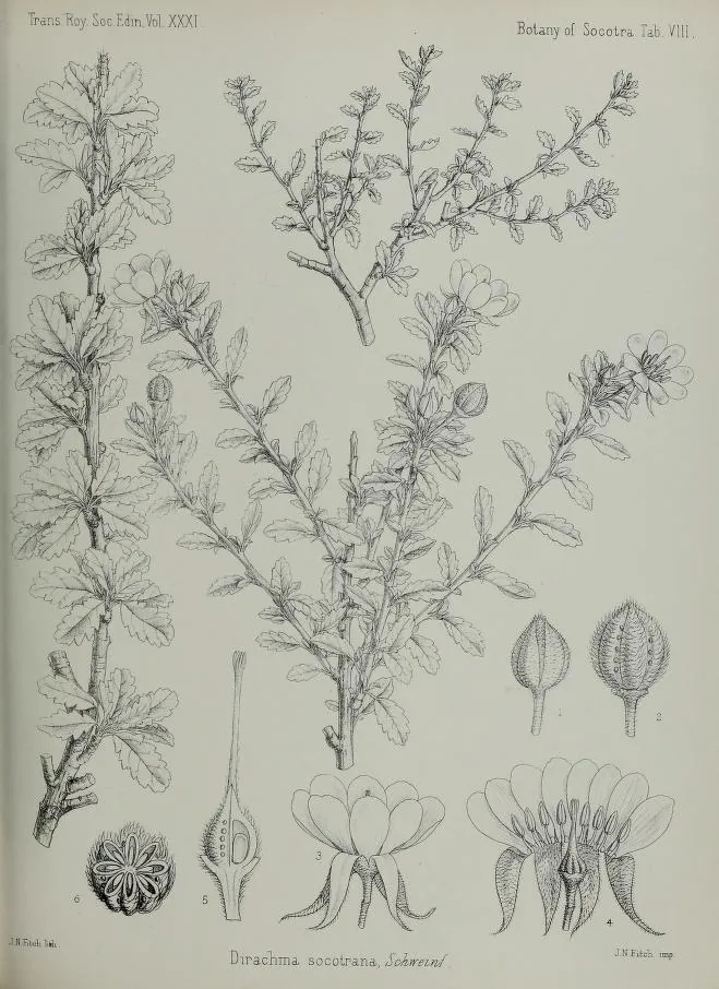 Botanical drawing of the leaves, flowers and fruit of Dirachma socotrana