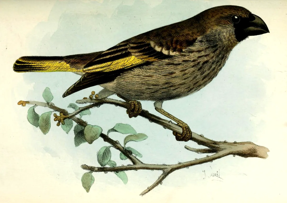 Illustration of a Socotra golden-winged grosbeak
