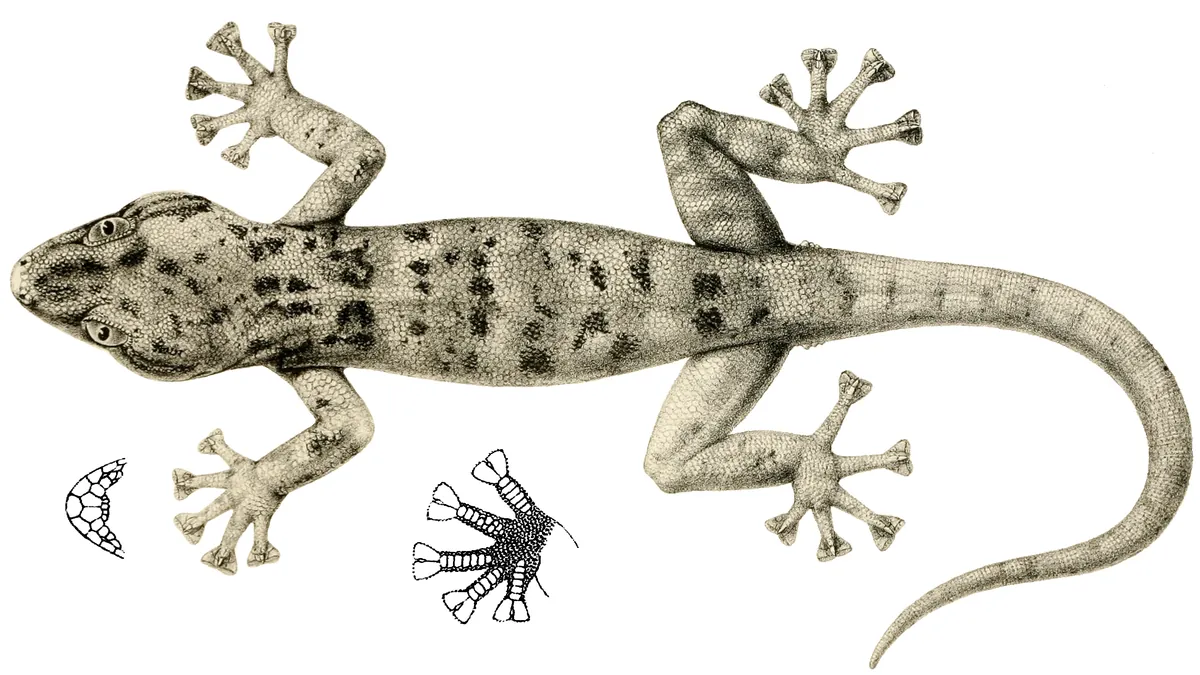 Illustration of the gecko Haemodracon riebeckii seen from above