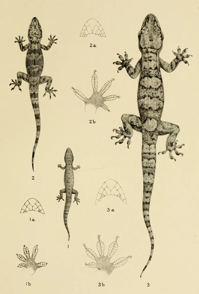 Illustration of three small geckos and details of their feet