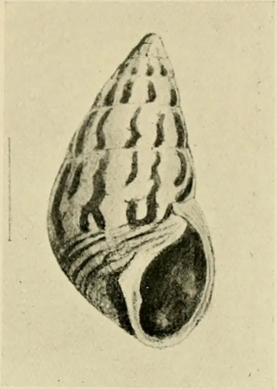 Drawing of a striped land snail shell