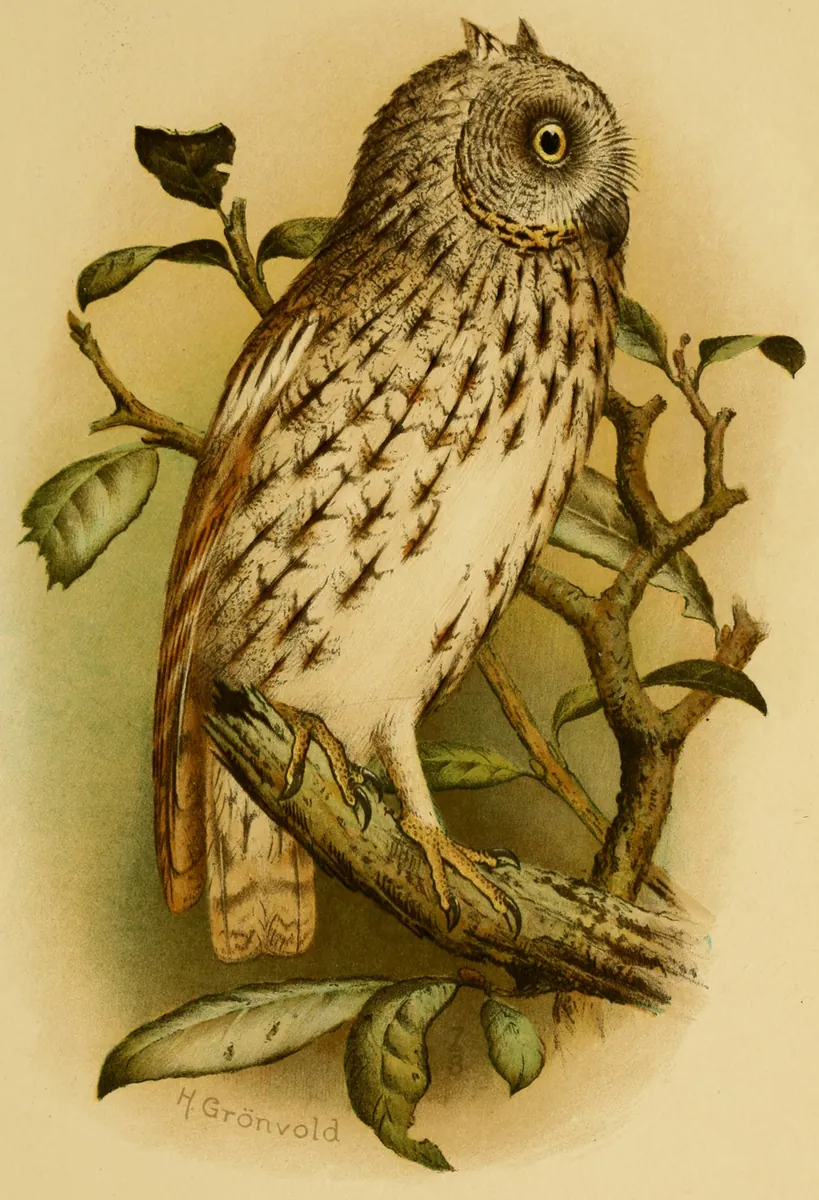 Illustration of a Socotra scops owl on a branch