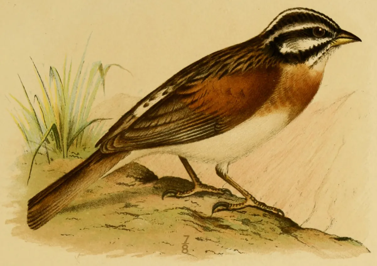 Illustration of a Socotra bunting with a striped head and a chestnut breast