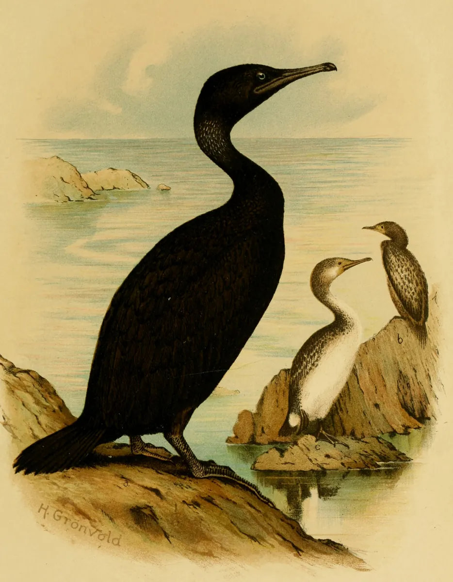Illustration of Socotra cormorants on a rocky shore