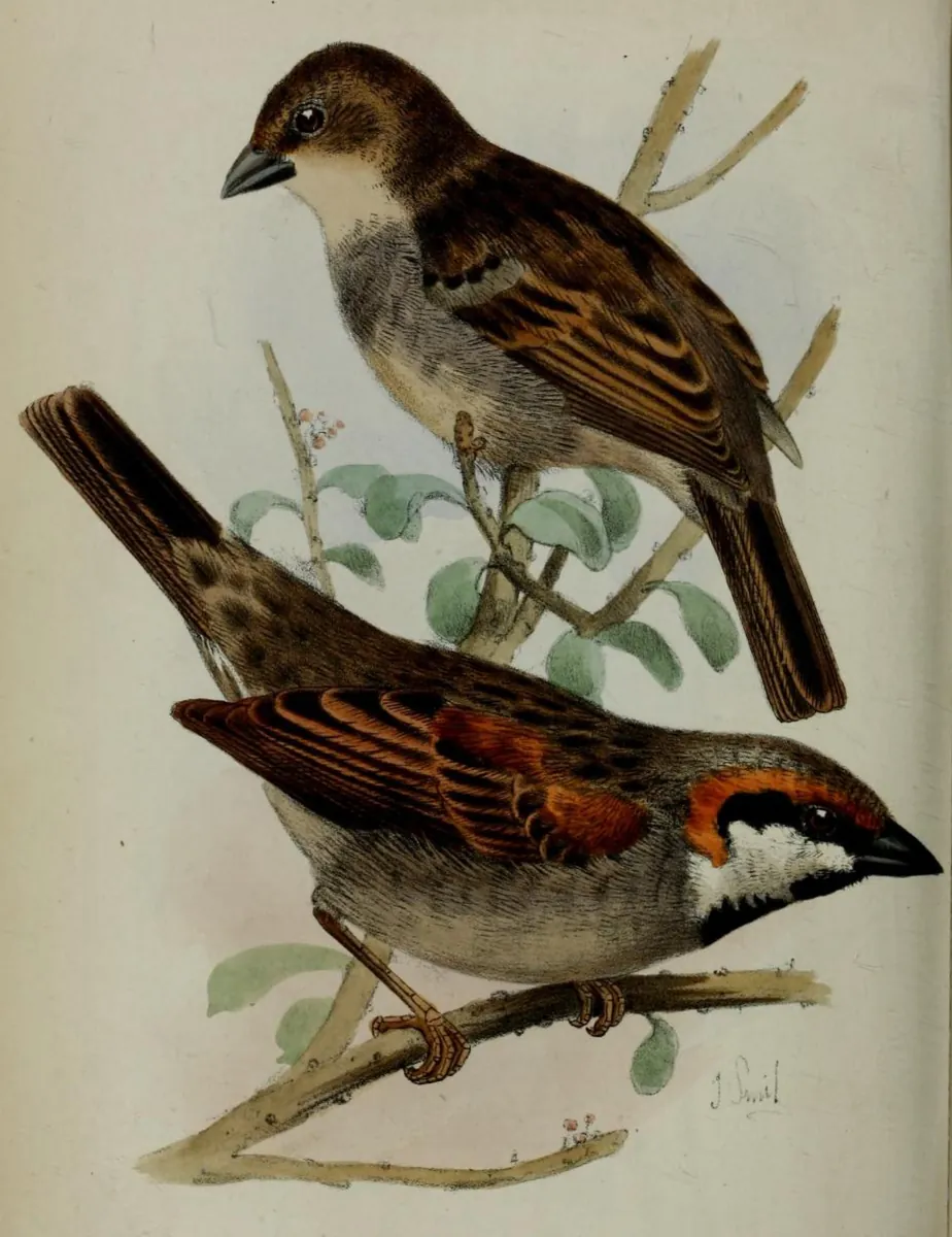 Illustration of two Socotra sparrows on a branch