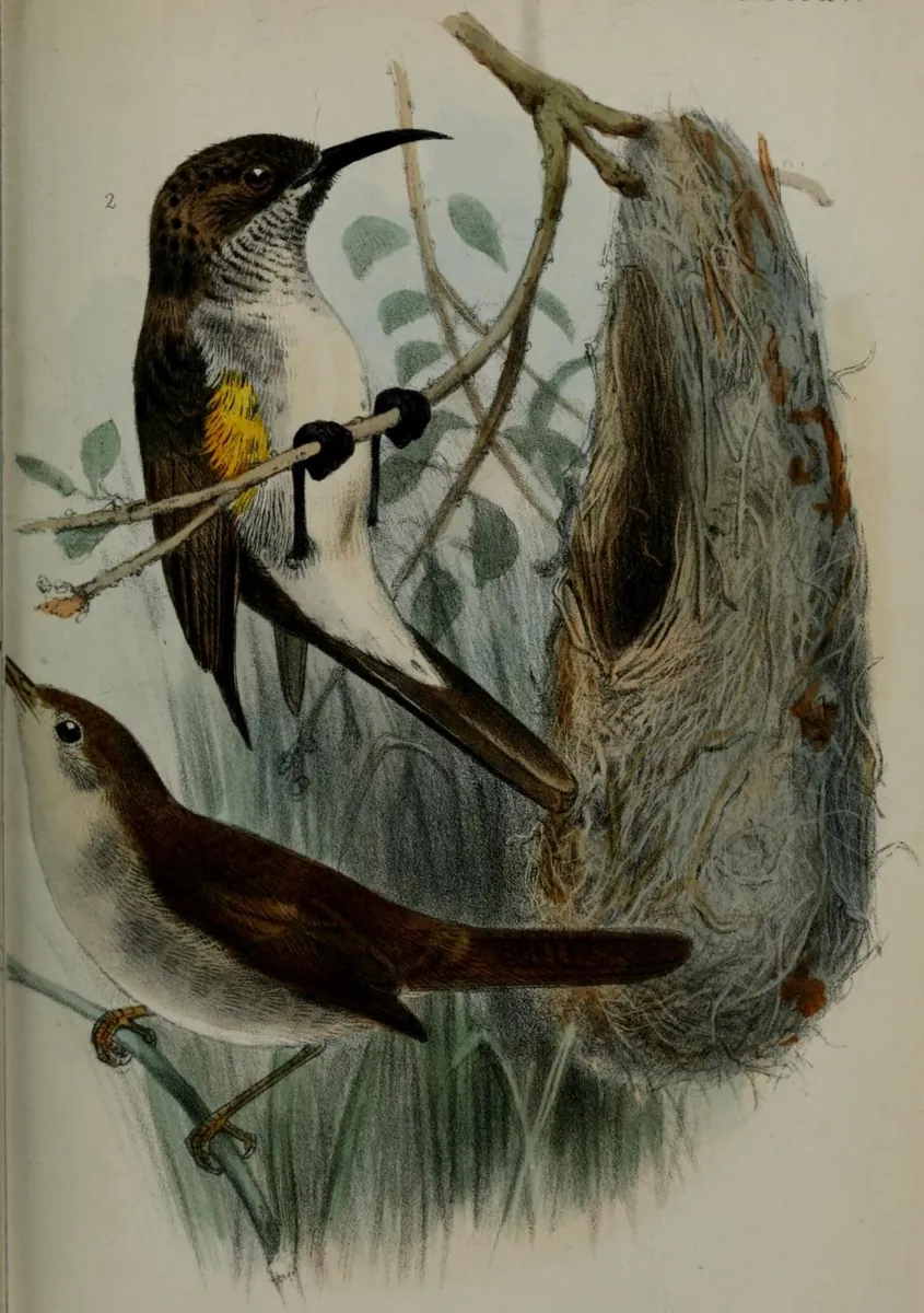 Illustration of a Socotra sunbird above a Socotra warbler