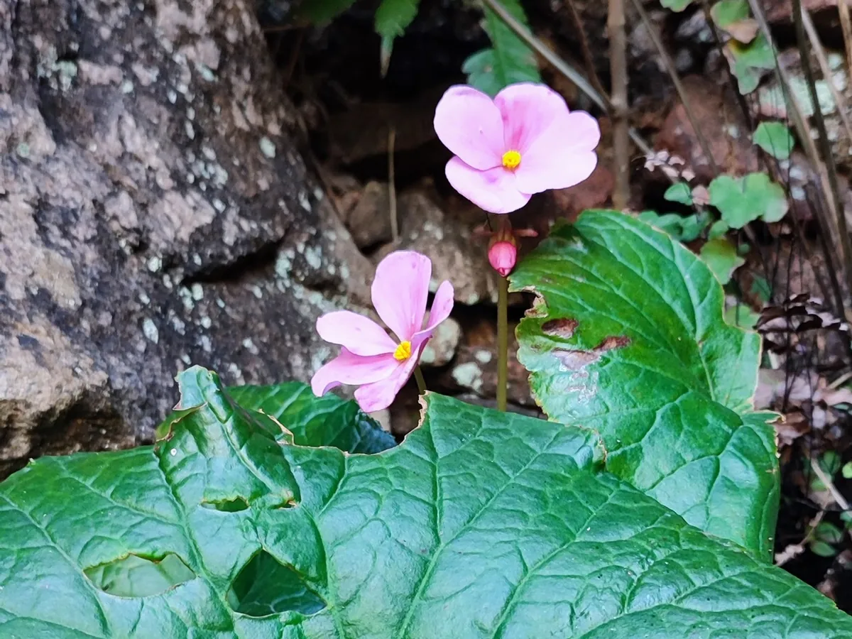 Pink begonia flowers above a large round leaf