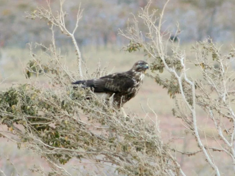 A Socotra buzzard perched in a dry bush