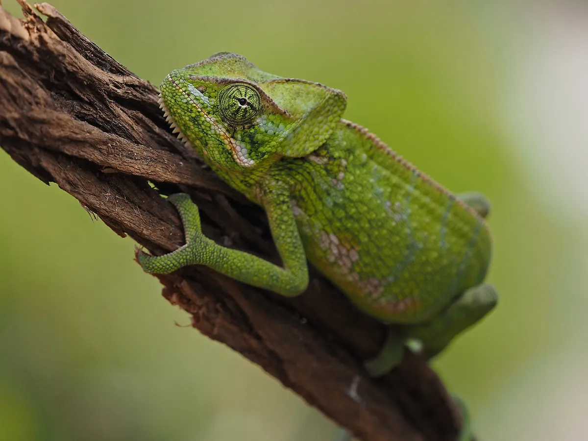 A green Socotra chameleon on a branch