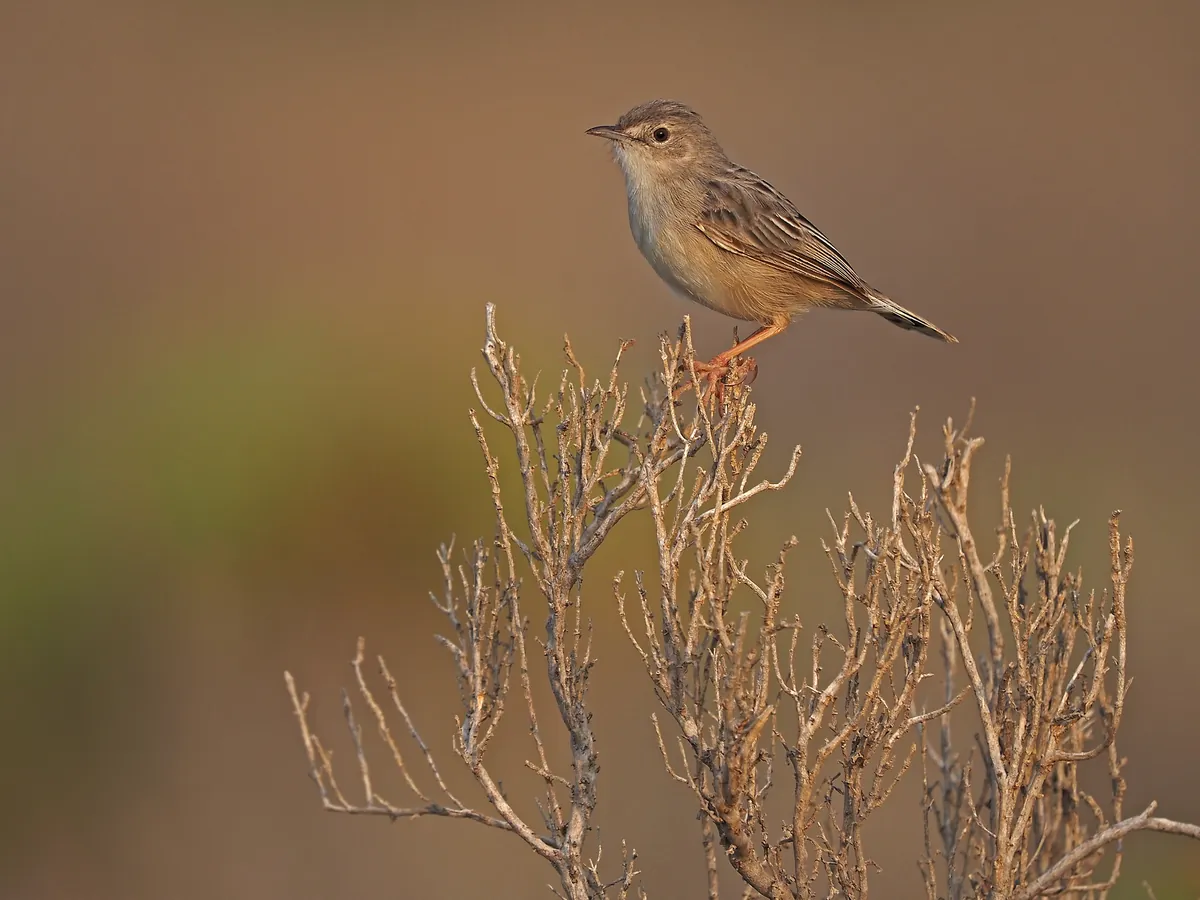 A small streaked Socotra cisticola on a dry shrub