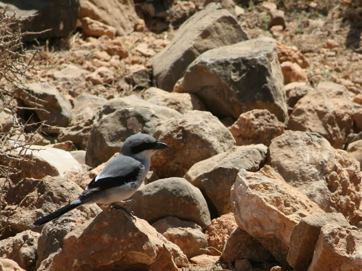 A grey and white shrike standing on rocks