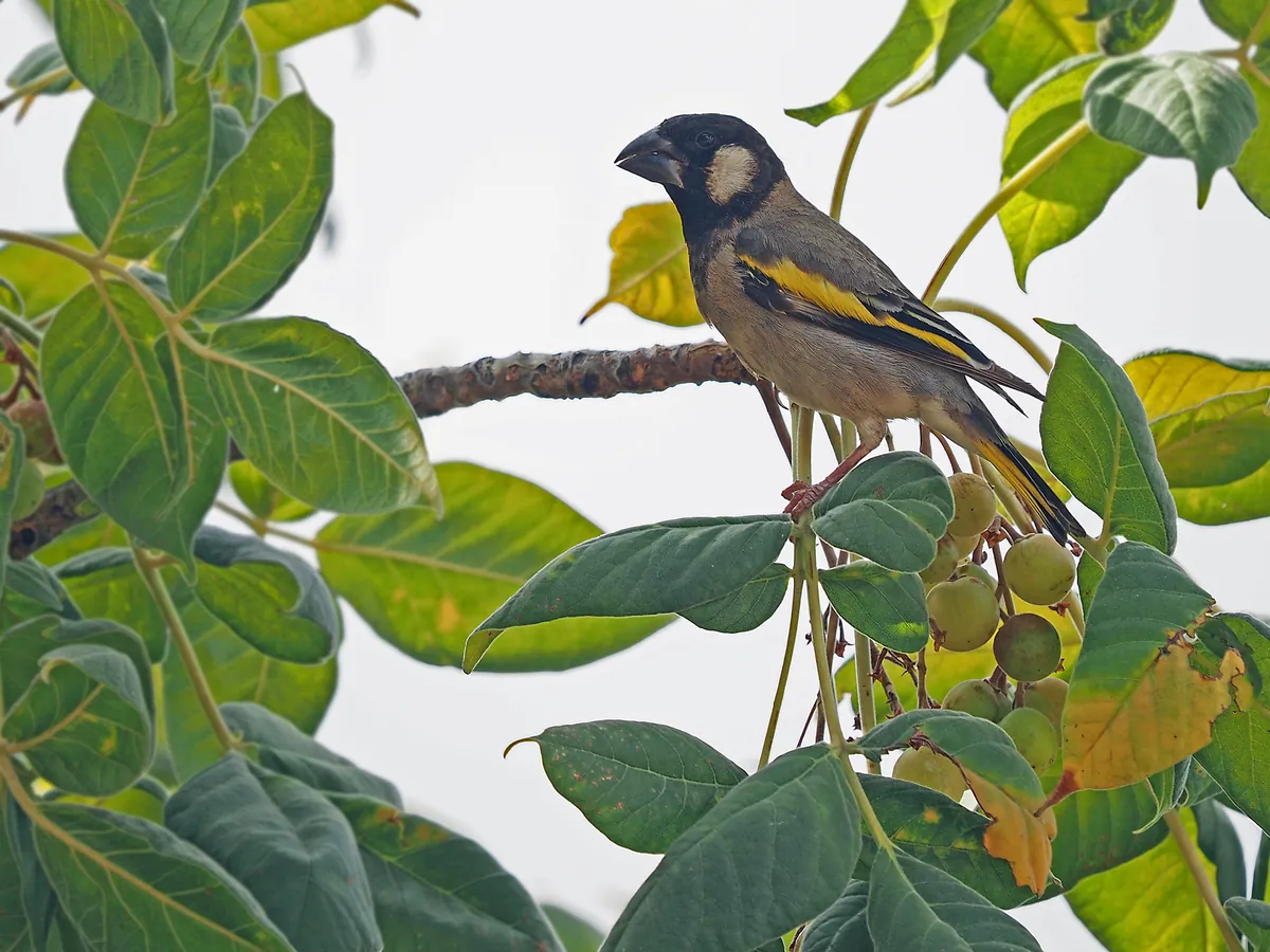 A Socotra golden-winged grosbeak with yellow wing patches among leaves