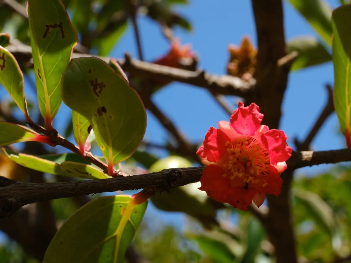 A red flower of the Socotra pomegranate among glossy leaves