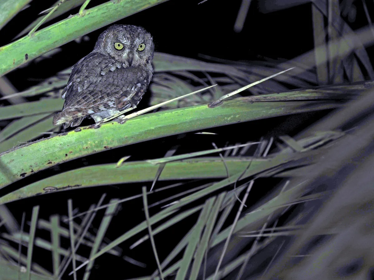 A Socotra scops owl on a palm frond at night