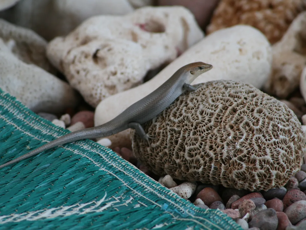 A Socotra skink resting on a piece of coral rock