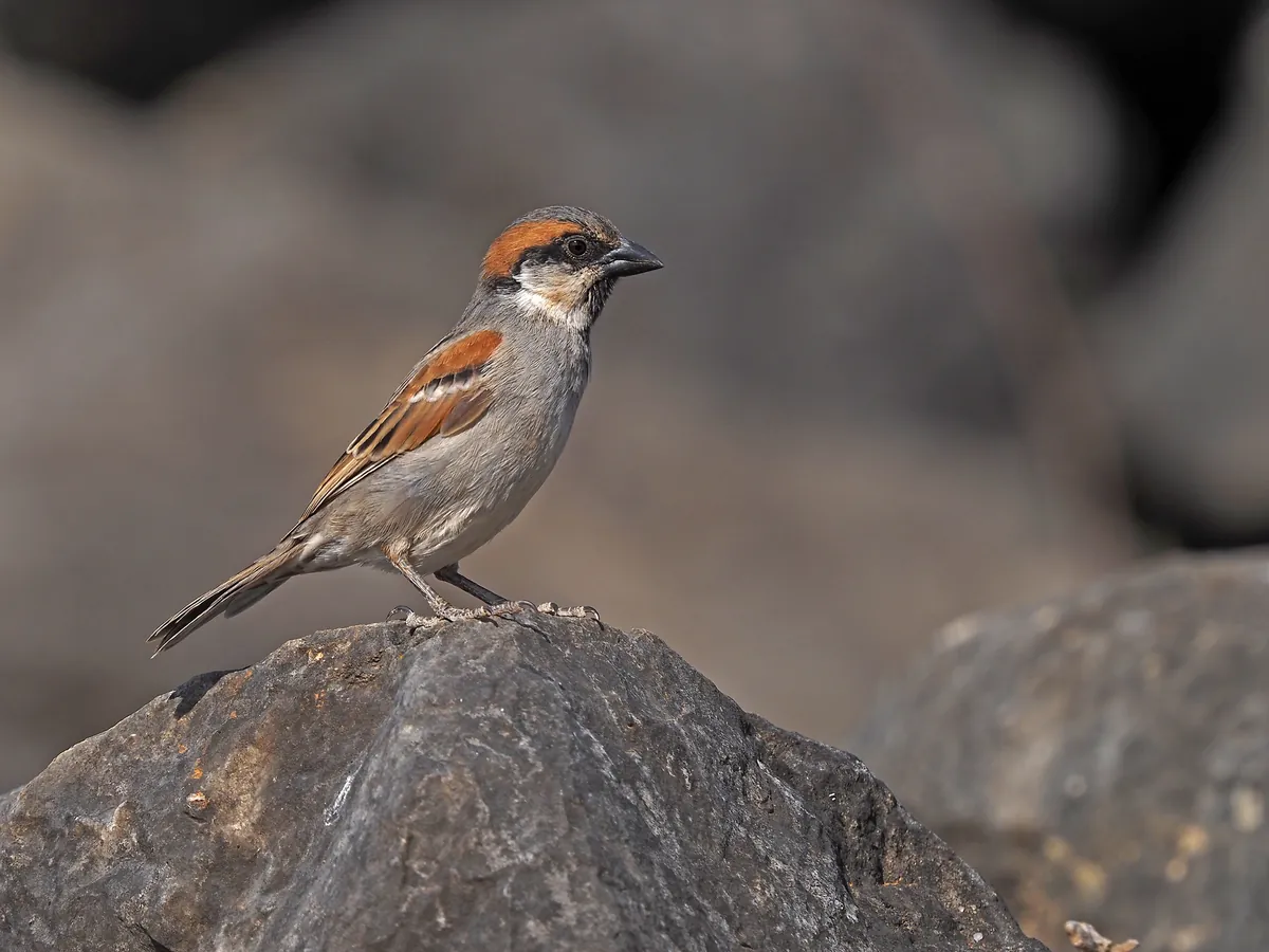 A Socotra sparrow standing on a rock