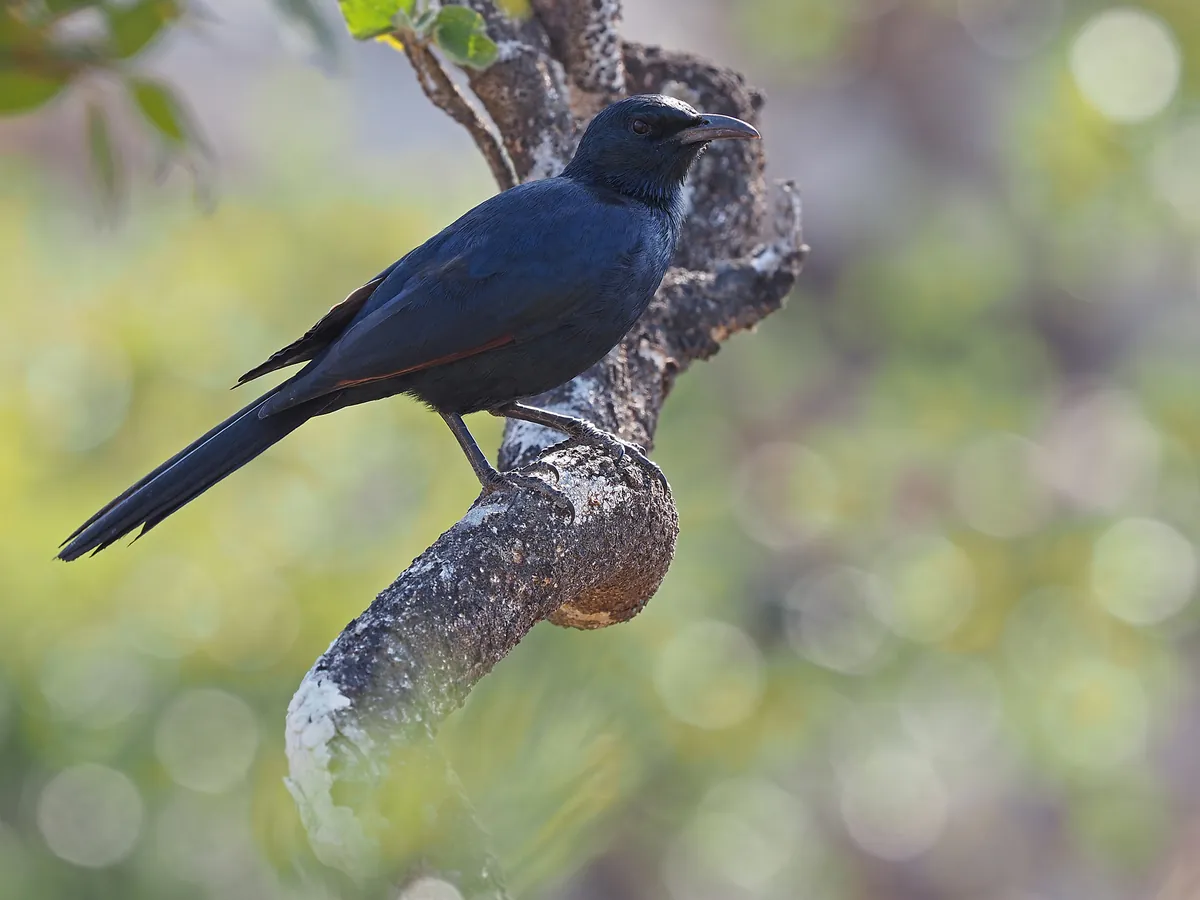 A dark Socotra starling perched on a branch