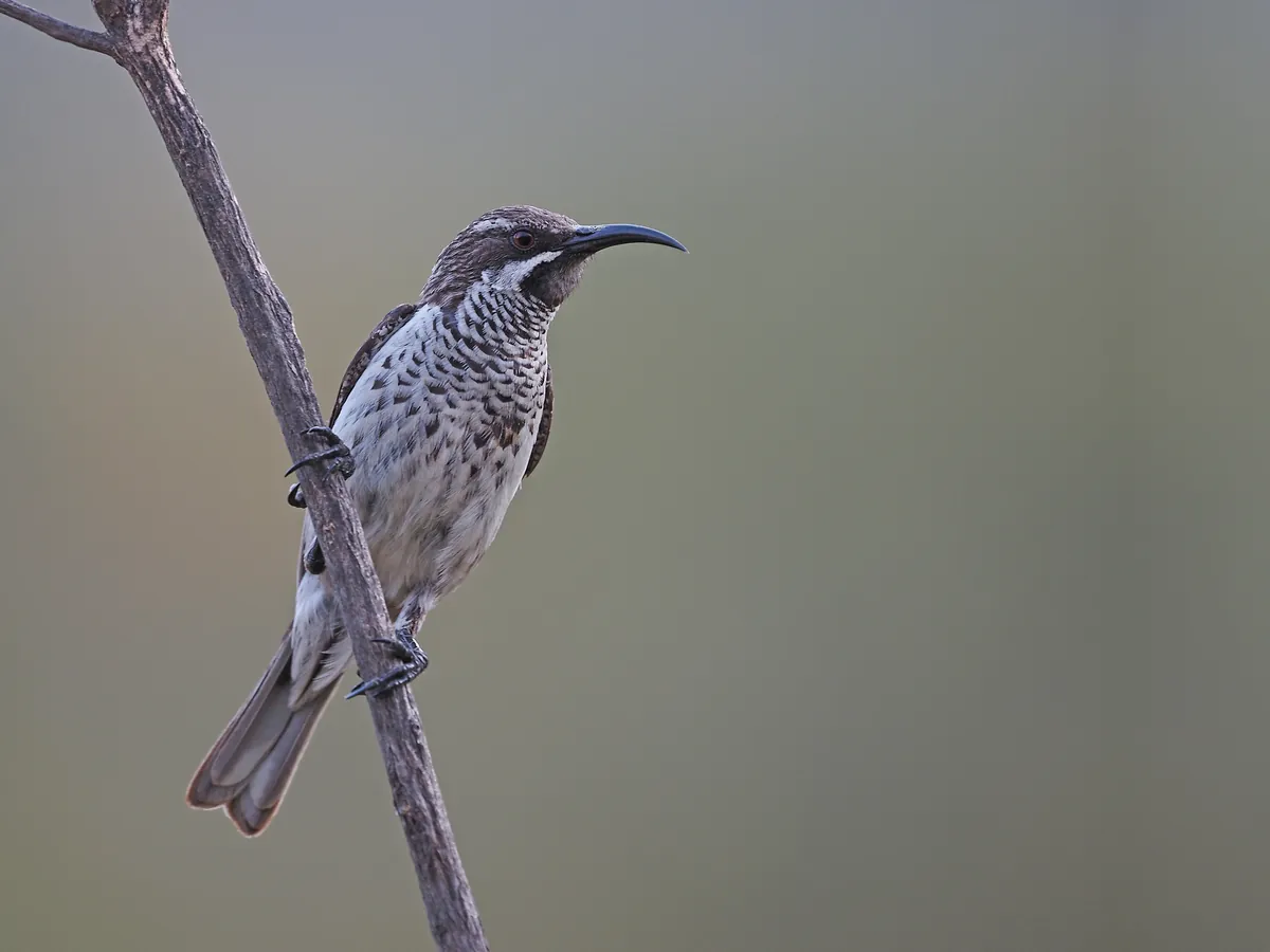 A Socotra sunbird with a long curved bill and a streaked breast