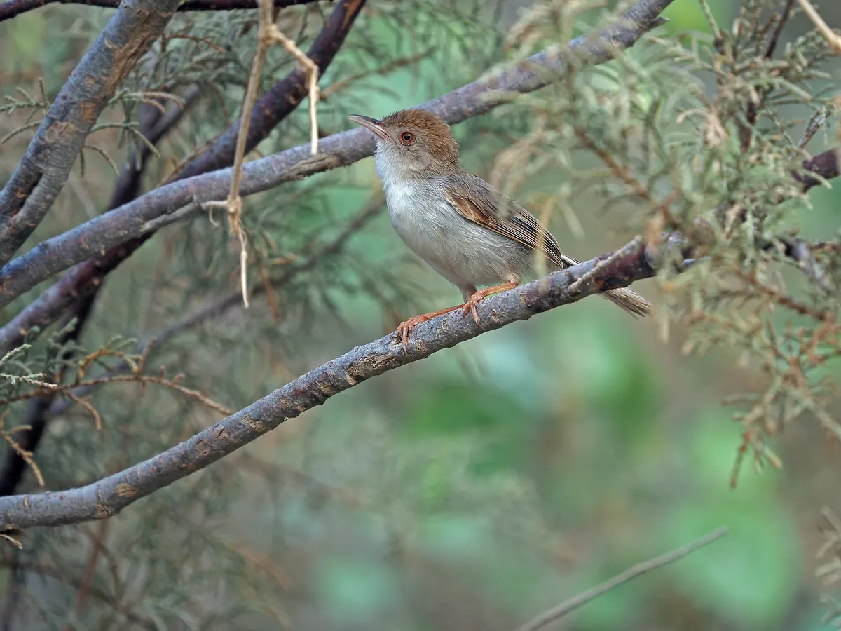 A Socotra warbler with a rufous cap on a branch