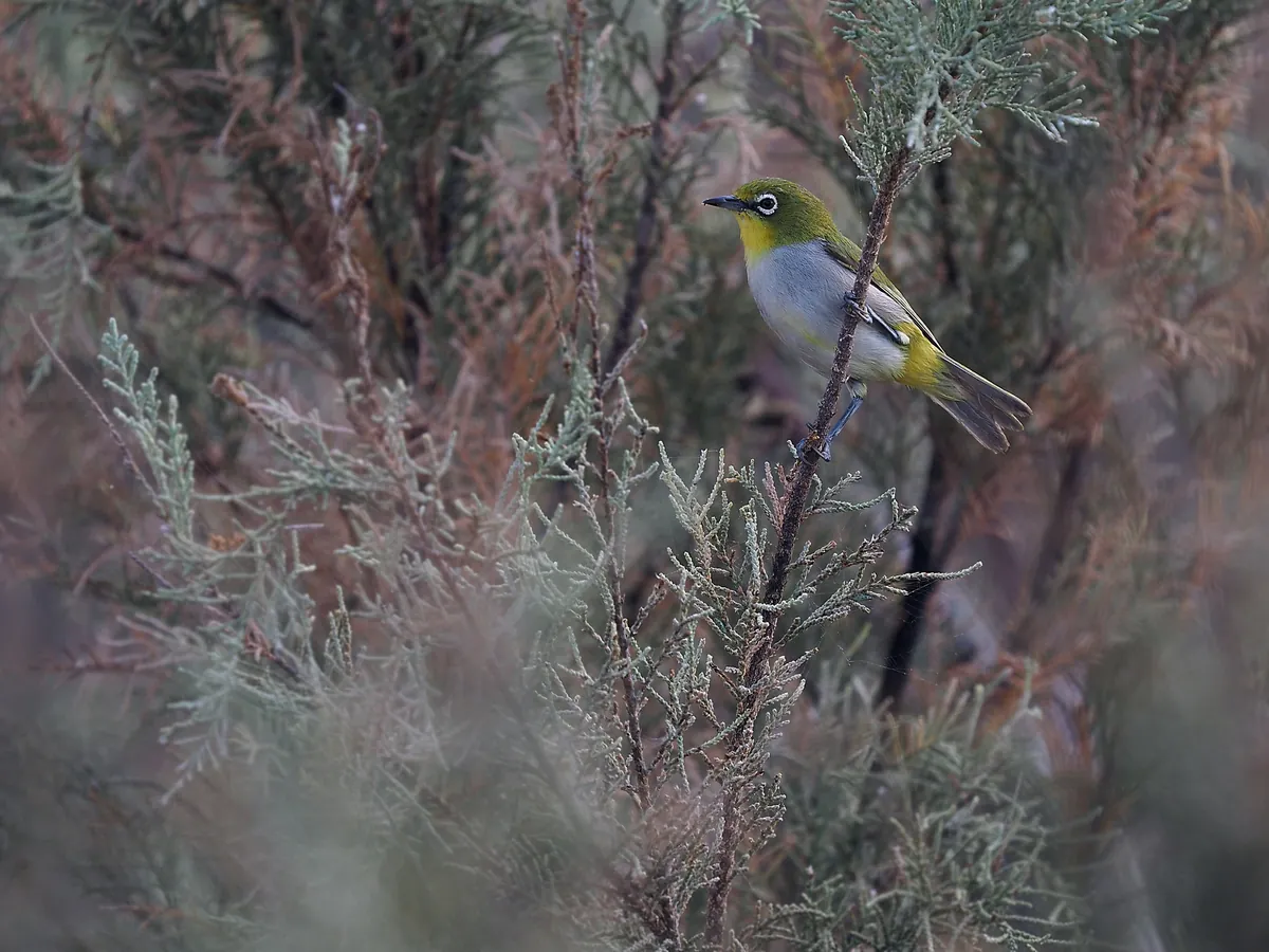 A yellow and grey Socotra white-eye in a shrub