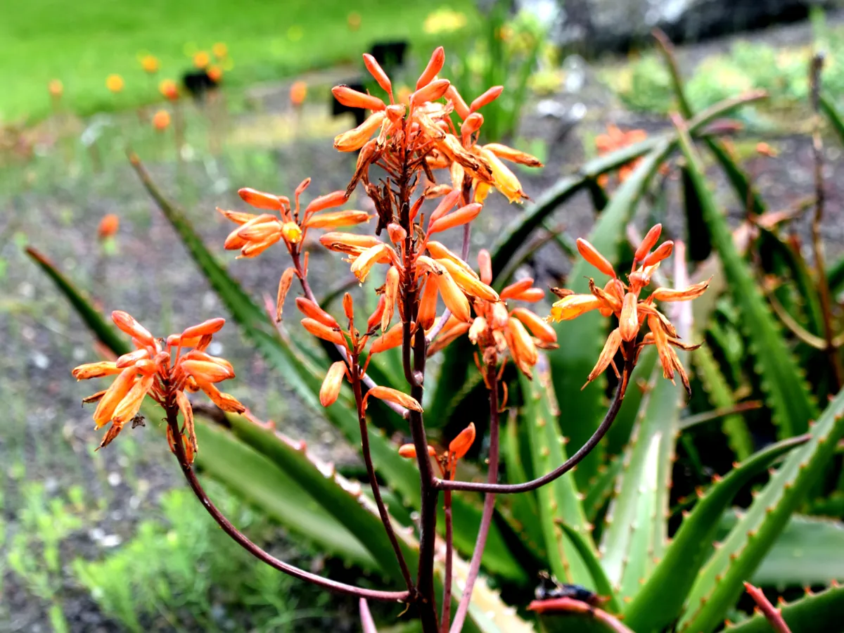 Orange flowers of Aloe perryi